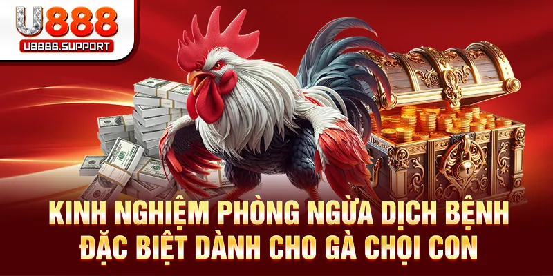 Hướng dẫn phòng bệnh hiệu quả nhất dành cho chiến kê nhỏ