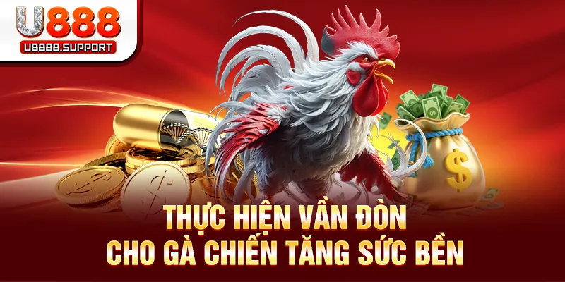 Thực hiện vần đòn cho gà chiến tăng sức bền